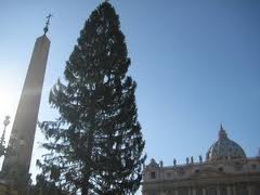 Vatican Chrsitmas tree.jpeg